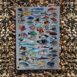 PDT Fishes of the Great Barrier Reef No.2 ID Slate