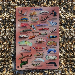 PDT Nudibranchs of the Reef ID Slate