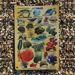 Pilbara Dive and Tours Coral Reef Creatures ID Slate