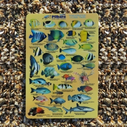 PDT Tropical Reef Fish of the Indo-Pacific ID Slate