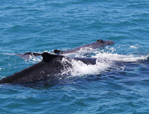 Pilbara Humpback Whale Migration