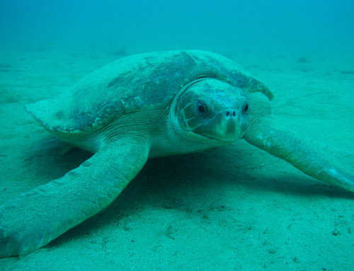 Flat Back Turtle Nesting Season in Pilbara (Nov to April)