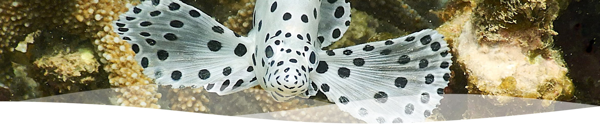 Pilbara Dive and Tours Western Australia