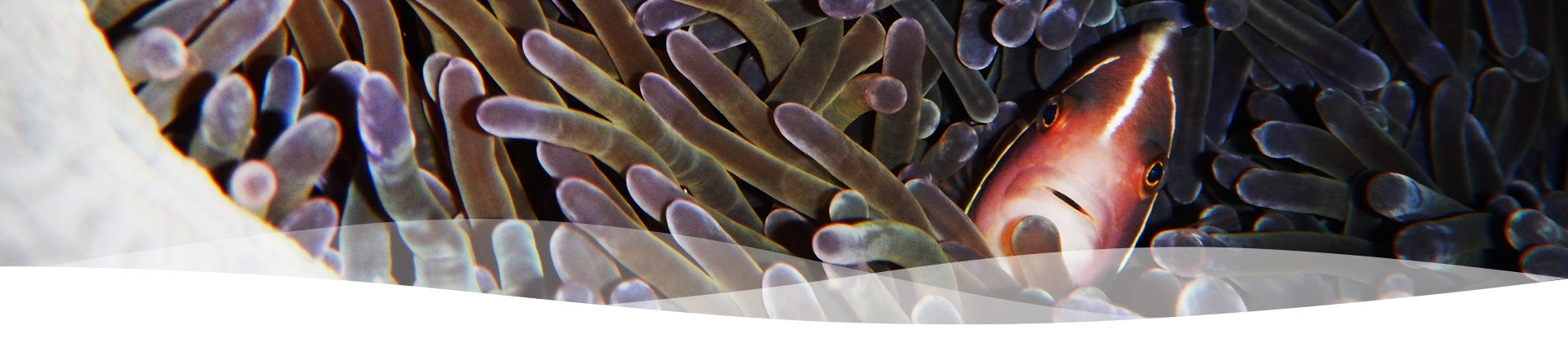 Pilbara Dive and Tours Western Australia