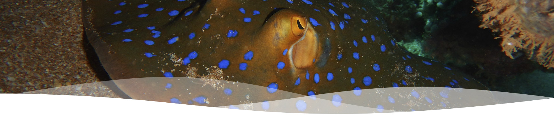 Pilbara Dive and Tours Western Australia
