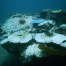 Bleached Coral - Dampier Archipelago Feb 2025