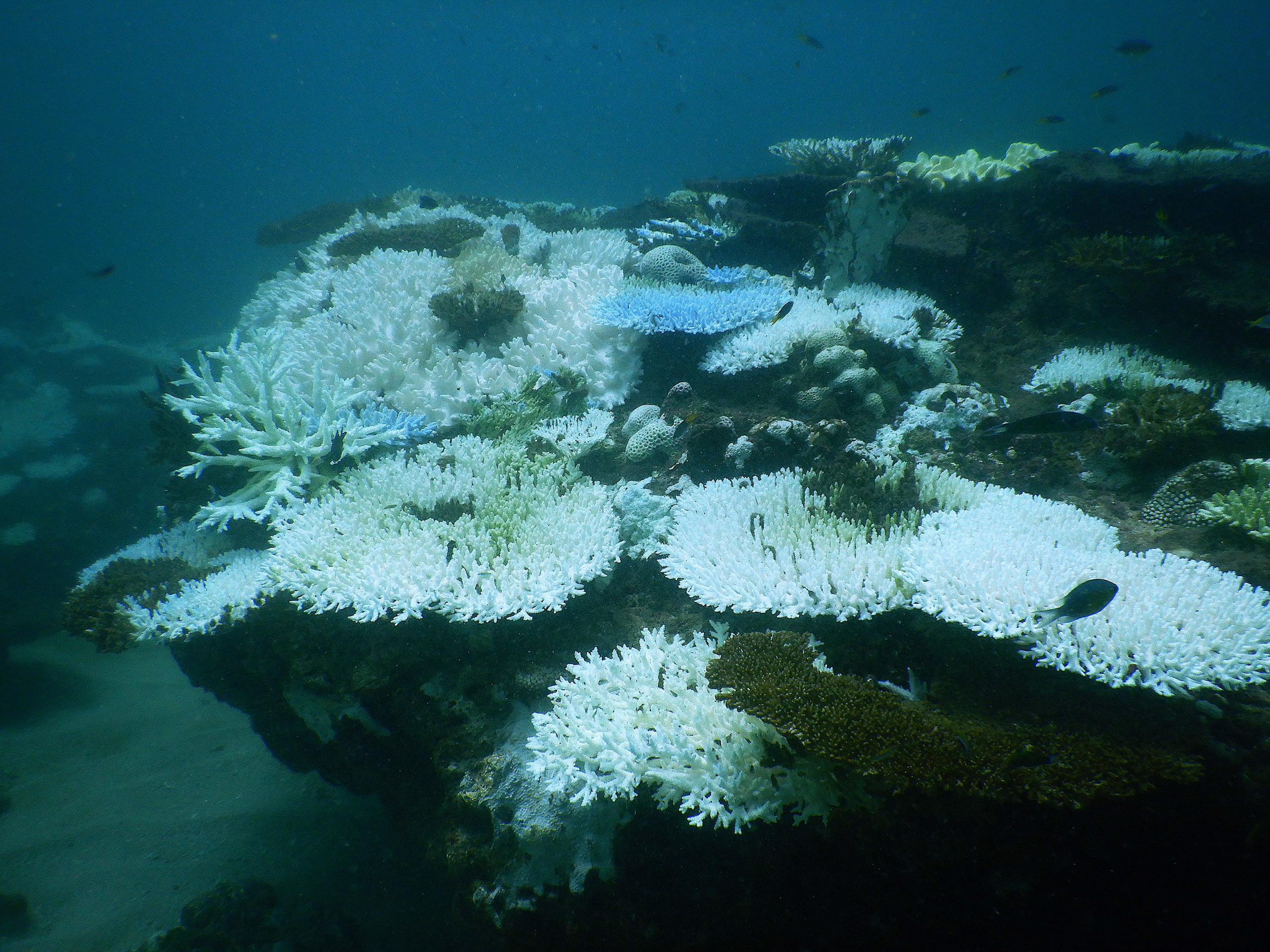 Bleached Coral - Dampier Archipelago Feb 2025
