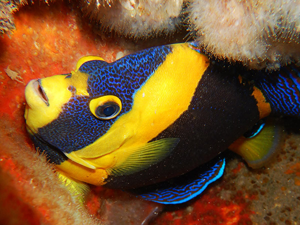 Pilbara Samson Wreck Dive Tour