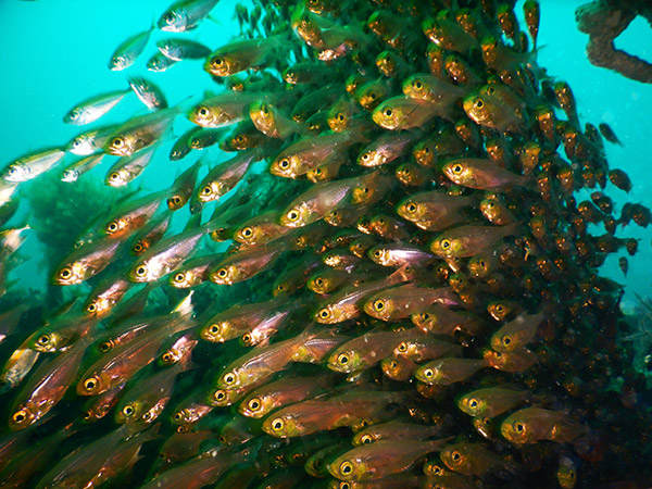 Pilbara Samson Wreck Dive Tour