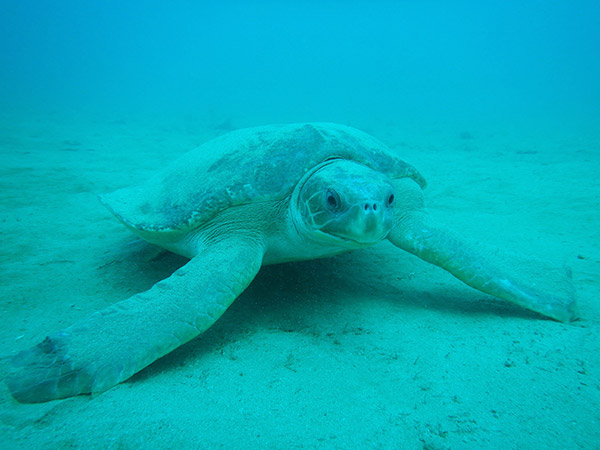 Pilbara Samson Wreck Dive Tour