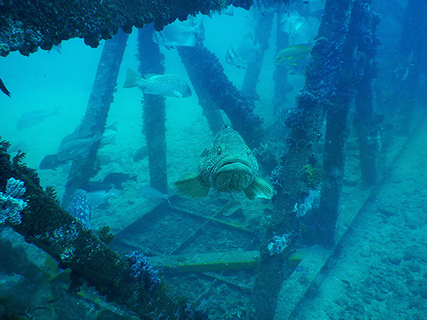 Pilbara Samson Wreck Dive Tour