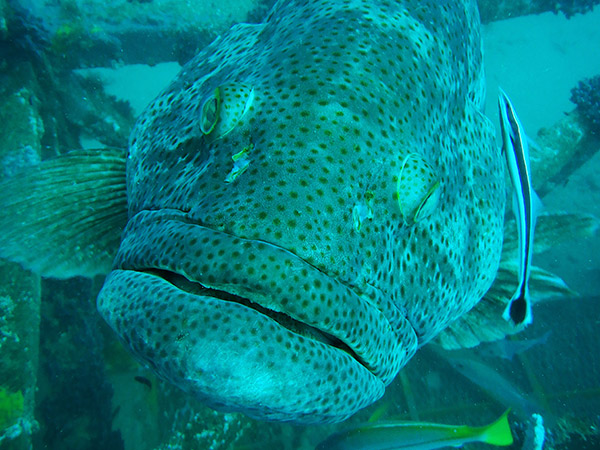 Pilbara Samson Wreck Dive Tour